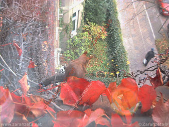 Kleines Eichhörnchen vor dem Fenster