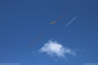 Fliegende Möwe am blauen Himmel