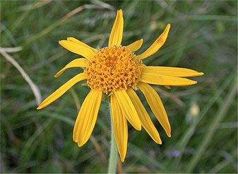 Arnika Arnica montana