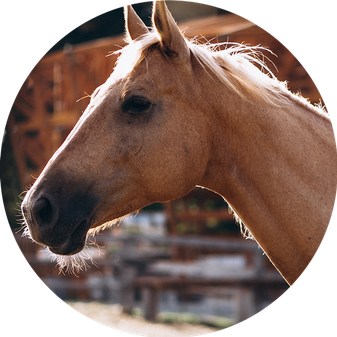 Pferd