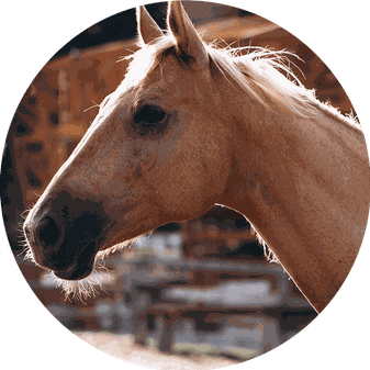 Pferd