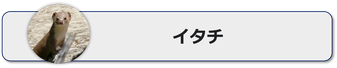 イタチの生態,イタチの駆除,イタチの特徴や習性