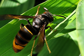 Asiatische Hornisse: Petra Altrichter (LBV Bildarchiv)