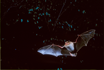 Wasserfledermaus: Thomas Stephan (LBV-Bildarchiv)
