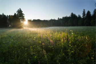 Moorwiese bei Sonnenaufgang: Dr. Olaf Broders (LBV Bildarchiv)