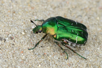 Goldglänzender Rosenkäfer: Herbert Henderkes (LBV Bildarchiv)