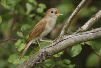 Nachtigall: Rosl Roessner (LBV Bildarchiv)
