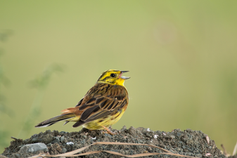 Goldammer: Holger Frank (LBV Bildarchiv)