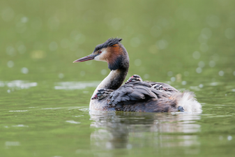 Haubentaucher: Christoph Bosch (LBV Bildarchiv)