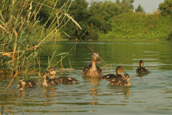 Stockenten: Dieter Hopf (LBV Bildarchiv)