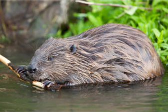 Biber: Markus Glässel (LBV Bildarchiv)