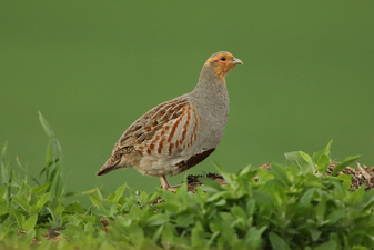 Rebhuhn: Tunka Zdenek (LBV Bildarchiv)