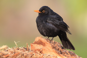 Amsel: Stefan Masur (LBV Bildarchiv)