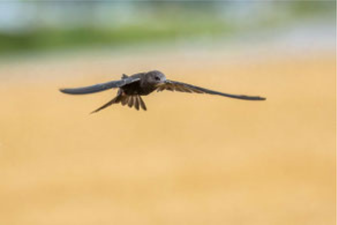 Mauersegler: Ralph Sturm (LBV Bildarchiv)