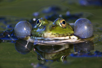 Wasserfrosch: Stefan Masur (LBV Bildarchiv)