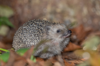 Europäischer Braunbrustigel: Andreas Hartl (LBV Bildarchiv)