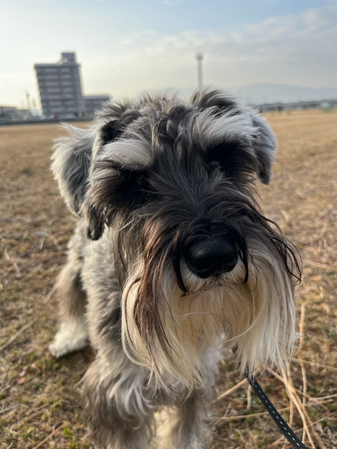 お髭の長いミニチュアシュナウザー