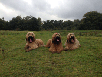 Bild: Hunde Arthur von der roten Hex', Gioia Giola von der roten Hex' und Lilly von der roten Hex'