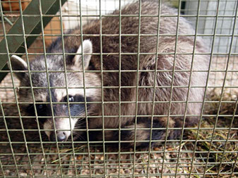 Ein Waschbär bei uns im Garten, 2012 (keine Angst, er wurde danach ausgesetzt!)