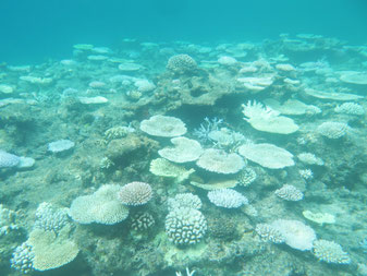 竹富島の南海域で8月21日、白化したサンゴの様子(石垣自然保護官事務所提供)