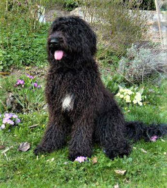 G Wurf Welpen Von Felicia Von Springbell Und Obeir Splendeur Doree Geplant 2019 Barbet Franzosischer Wasserhund Und Feldenkrais