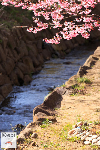 花見山公園