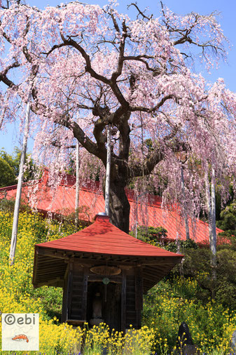 三春町