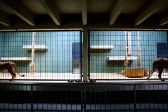 Kristina Micotti: Berlin Zoo