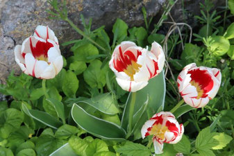 Photo décorative fleur tulipe couleur 