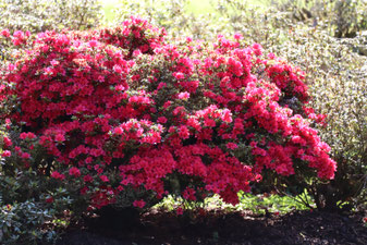 Photo décorative fleur rouge Irlande