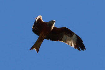 Photo décorative milan stationnaire