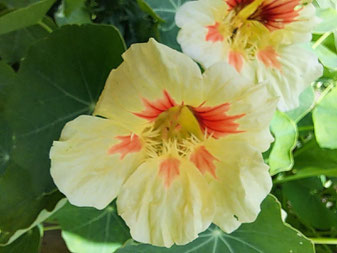 Photo décorative fleur blanche rouge