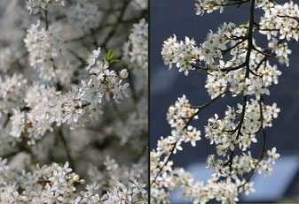 Bild: Kirschpflaumenblüten mit Licht und im Gegenlicht