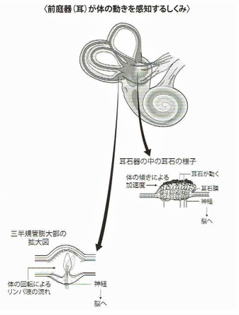 前庭器(耳)が体の動きを感知するしくみ