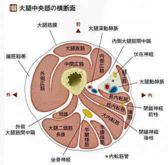 大腿中央部の横断面