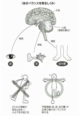 体がバランスを取るしくみ