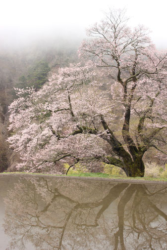 駒つなぎの桜（2011年撮影）