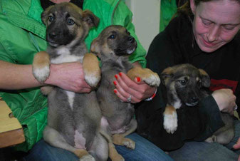 Dina, Dixon und Daisy (von links nach rechts)