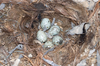 Verlassenes Nest mit Dohleneiern 2020 (Foto: B. Budig)