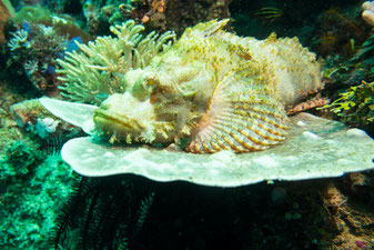 Bärtiger Drachenkopf in Nordsulawesi (Indonesien) © 2015 belimago Stephan Stamm