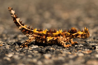 Ein Thorny Devil überquert die Strasse beim Uluru in Australien © 2015 belimago Stephan Stamm