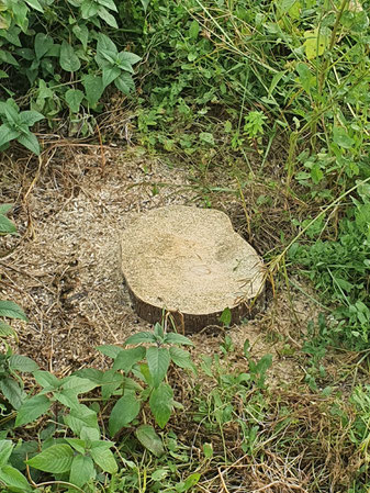 Árboles talado en la ciudad de Valencia