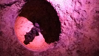 Cueva Ventana Bats