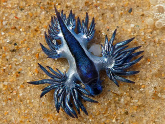 A glaucus