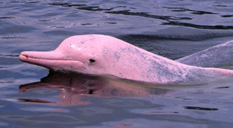 Pink dolphins in Hong Kong