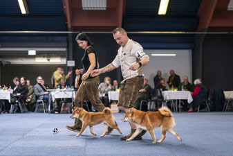Best in Show Paarklasse Platz 2, CACIB Premstätten Hundeausstellung, Richter Liz Gonzalez, Dog Handling Pamela Vorderleitner, Dog Handling Eduard Vorderleitner