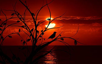 Foto. Silhouette eins fast kahlen Baums, auf dem ein kleiner Vogel sitzt vor einem Sonnenuntergang. 