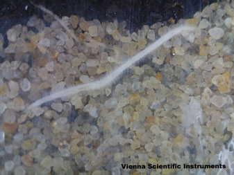 Pisum sativum root with root hairs, UHD image, VSI MS-190 root imager