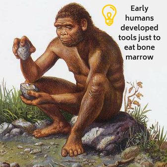 Stone tools enabled early humans to get their hands on food sources that other animals couldn't easily obtain like bone marrow.