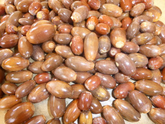 Eicheln